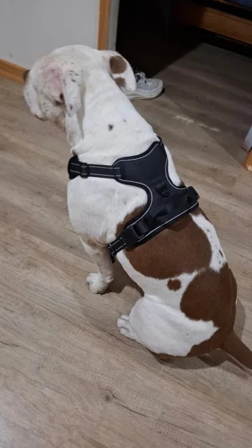 Heelbrook Front-Clip No-Pull Harness photographed by G. A., a verified buyer
